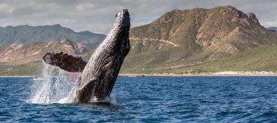 Биржевые кошельки эфириум-китов достигли максимума с мая 2021 года