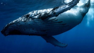 «Китов» не напугало падение биткоина до $35 500